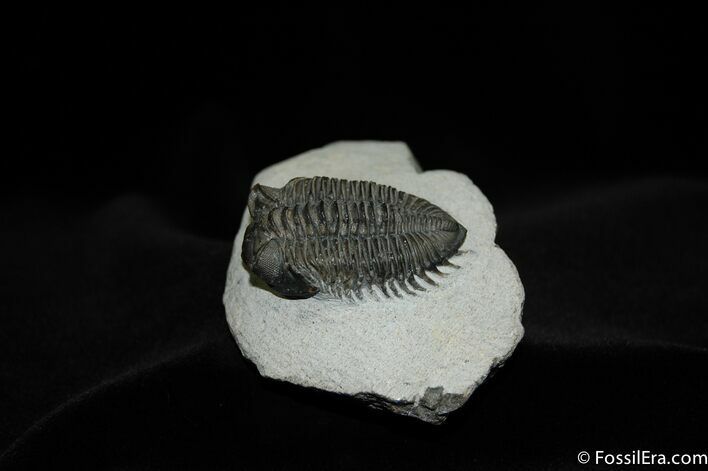 Big Eyed Coltraneia (Treveropyge) Trilobite #452